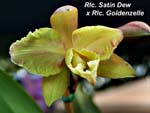 Rlc. Satin Dew x Rlc. Goldenzelle_3802