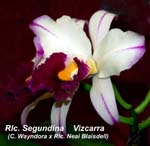 Rlc. Segundina Vizcarra (C. Wayndora x Rlc. Neal Blaisdell)_1648