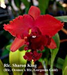 Rlc. Sharon King_4895