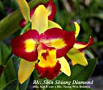 Rlc. Shin Shiang Diamond_4883