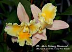 Rlc. Shin Shiang Diamond_4988