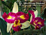 Rlc. Shin Shinag Diamond_5035