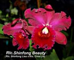 Rlc. Shinfong Beauty_2007