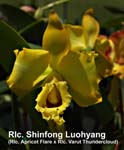 Rlc. Shinfong Luohyang (Rlc. Apricot Flare x Rlc. Varut Thundercloud)_7641