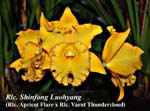 Rlc. Shinfong Luohyang_4409