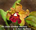 Rlc. Siam Golden Destiny x C. Yen Redface_2787