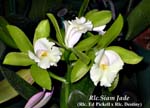 Rlc. Siam Jade AM_AOS 3587