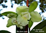 Rlc. Siam Jade_6751