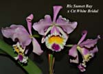 Rlc. Sunset Bay x Ctt. White Bridal_7972