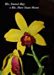 Rlc. Sunset Bay x Rlc. Haw Yuan Moon _3661