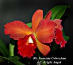 Rlc. Sunstate Colorchart x C. Bright Angel_5185