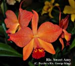 Rlc. Sweet Amy_9042
