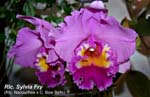 Rlc. Sylvia Fry (Rlc. Nacouchee x C. Bow Bells)_2595