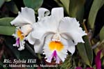 Rlc. Sylvia Hill _4827