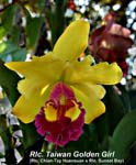 Rlc. Tainan Golden Girl _4997