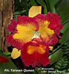 Rlc. Taiwan Queen_4742