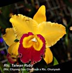 Rlc. Taiwan Ruby