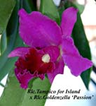 Rlc. Tampico for Island x Rlc. Goldenzella_Passion_1149