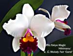 Rlc. Tokyo Magic x C. Melody Fair _6486