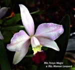 Rlc. Tokyo Magic x Rlc. Wainae Leopard_6904