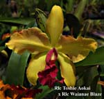 Rlc. Toshie Aokai x Rlc Waianae Blaze_7651