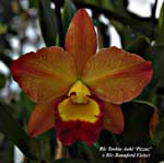 Rlc. Toshie Aoki 'Pizzaz' x Rlc. Beauford Fisher_5355