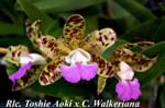 Rlc. Toshie Aoki x C. Walkeriana_8081