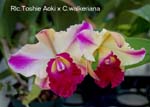 Rlc. Toshie Aoki x C. walkeriana _0793