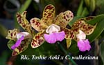 Rlc. Toshie Aoki x C. walkeriana_8079