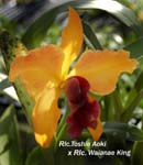 Rlc. Toshie Aoki x Rlc. Waianae King_7717