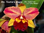 Rlc. Toshies Magic (Rlc. Toshie Aoki x C. Tokyo Magic)_4235