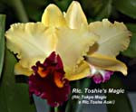 Rlc. Toshies Magic_5502