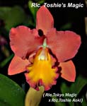 Rlc. Toshies Magic_5904