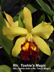 Rlc. Toshies Magic_6550