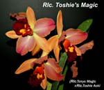 Rlc. Toshies Magic_6846
