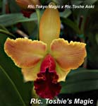 Rlc. Toshies Magic_7492