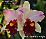 Rlc. Toshies Magic_8164