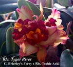 Rlc. Tyger River (C. Brierley's Ferry x Rlc. Toshie Aoki)_1175