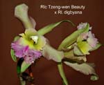 Rlc. Tzeng-wen Beauty x Rl. digbyana_8504
