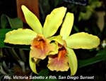 Rlc. Victoria Sabetto x Rth. San Diego Sunset_3027