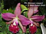 Rlc. Waianae Leopard x C. Mem Robert Strait_9025