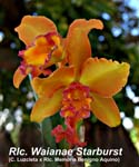 Rlc. Waianae Starburst_4333