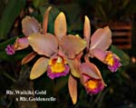 Rlc. Waikiki Gold x Rlc. Goldenzelle_7571