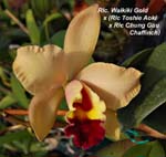 Rlc. Waikiki Gold x (Rlc Toshie Aoki x Rlc Chung Guu Chaffinch)_9398