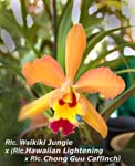 Rlc. Waikiki Jungle x (Rlc. Hawaiian Lightning  x Rlc. Chyong Guu Chaffinch)_2271