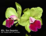 Rlc. Yen Surprise (Rlc. Waikiki Gold x C. Ann Follis) _6006