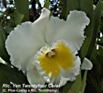 Rlc. Yen Twentyfour Carat (C. Phai-Loeng x Rlc. Termthong)_6714
