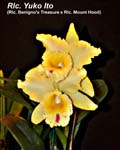 Rlc. Yuko Ito (Rlc. Benigno's Treasure x Rlc. Mount Hood)_1518