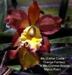Rlc.(Esther Costa  x Rlc. Chinese Bronze ) _7151