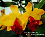 Rlc.. Art Imperial x Rlc.. Carolina Splendor _0308